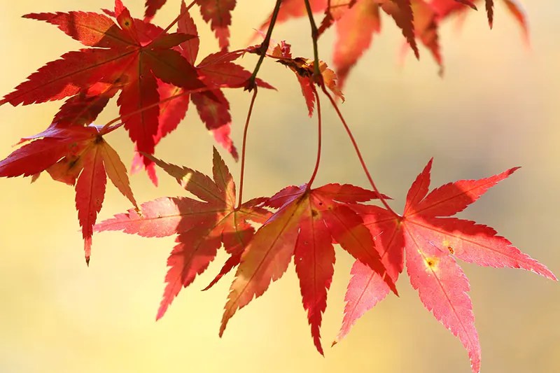 Japanese Maple Soil Guide Bonsai Care 101