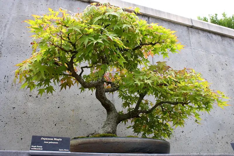 Japanese Maple Watering Guide Bonsai Alchemist 101