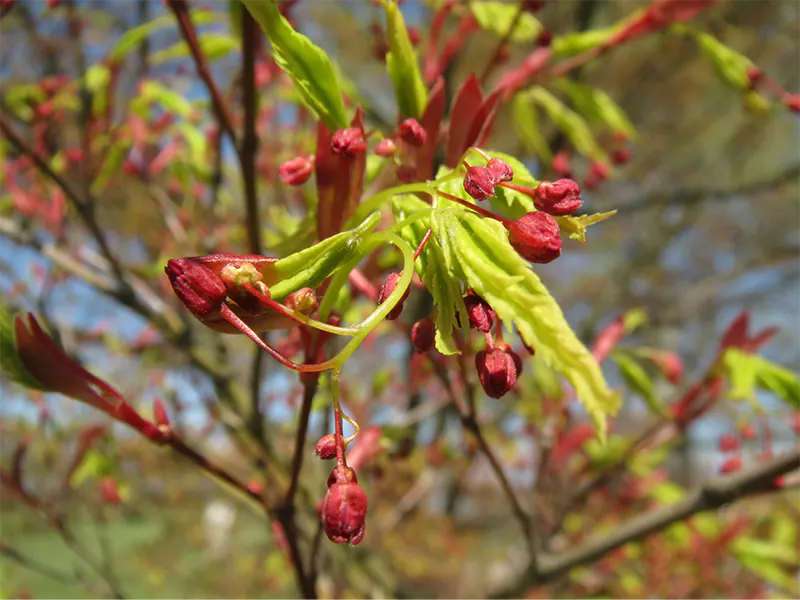 Are Japanese Maple Flowers Edible? Bonsai Alchemist 101