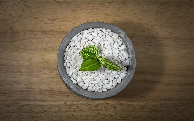 Top 10 Bonsais Planter Without Holes Cultivation Tips