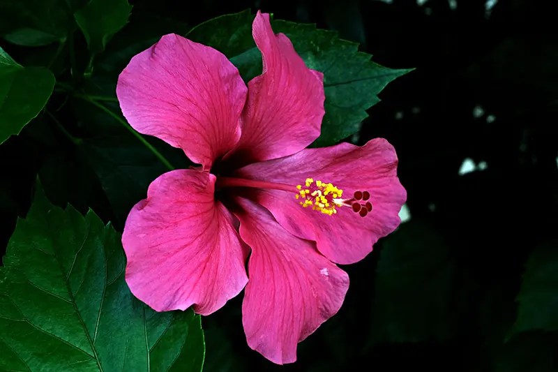 How to Fertilize Hibiscus Bonsai Alchemist 101