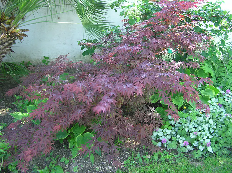 Purple Ghost Japanese Maple Bonsai Care Sheet