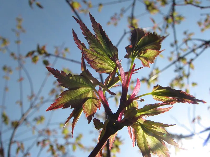 Reviving a Dying Japanese Maple Bonsai Tree Care