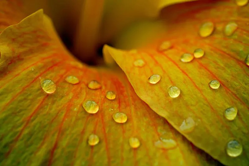 How Do I Keep My Hibiscus Small? Bonsai Cultivation