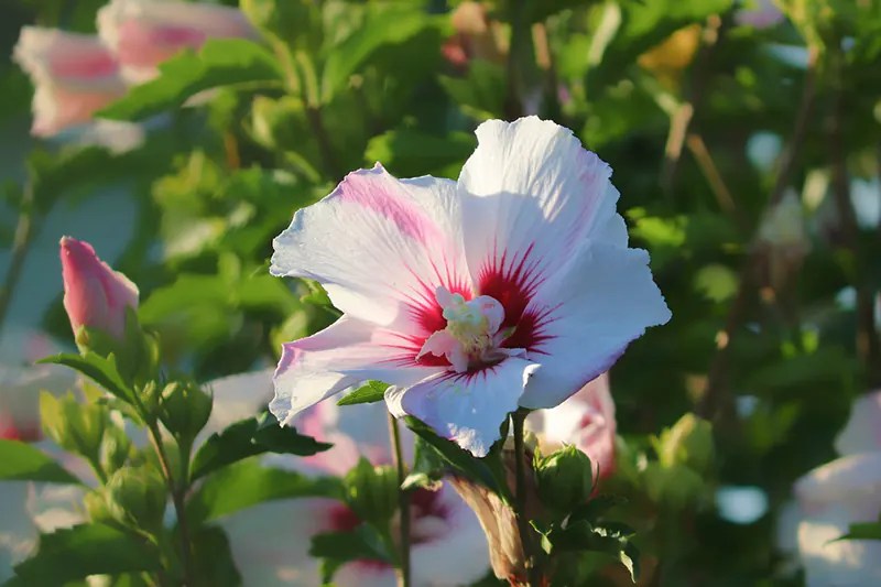 How to Revive an Overwatered Hibiscus Bonsai Care
