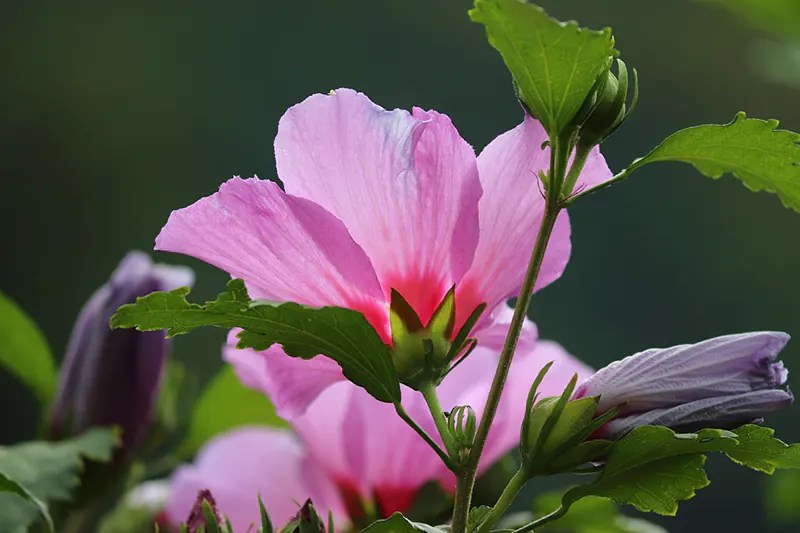 How to Revive an Overwatered Hibiscus Bonsai Care