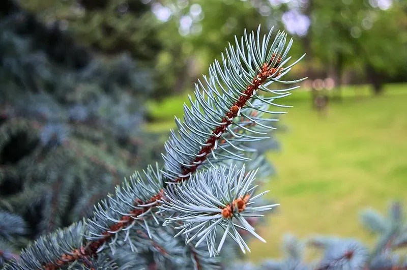 How to Save a Dying Blue Spruce Bonsai Care Guide