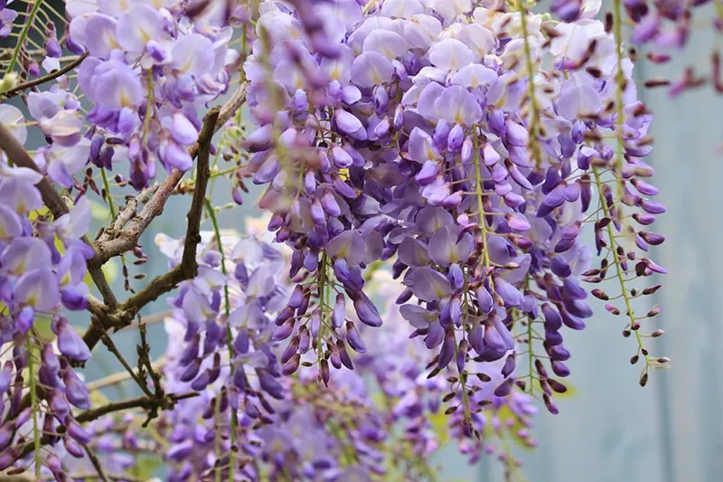 How to grow your wisteria from a seed Bonsai Propagation