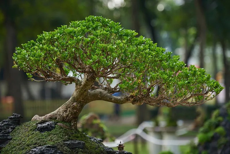 The Bonsai Show Live October 2022 Don’t miss it!