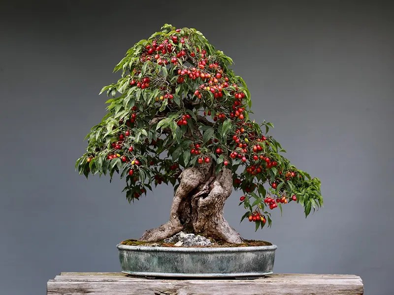 Bonsai Trees Beginner Guide Buying Right Bonsais
