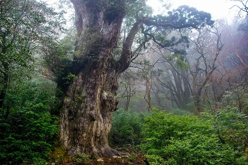 The top ten oldest trees found in the world