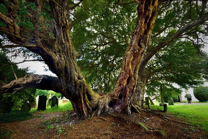 The top ten oldest trees found in the world