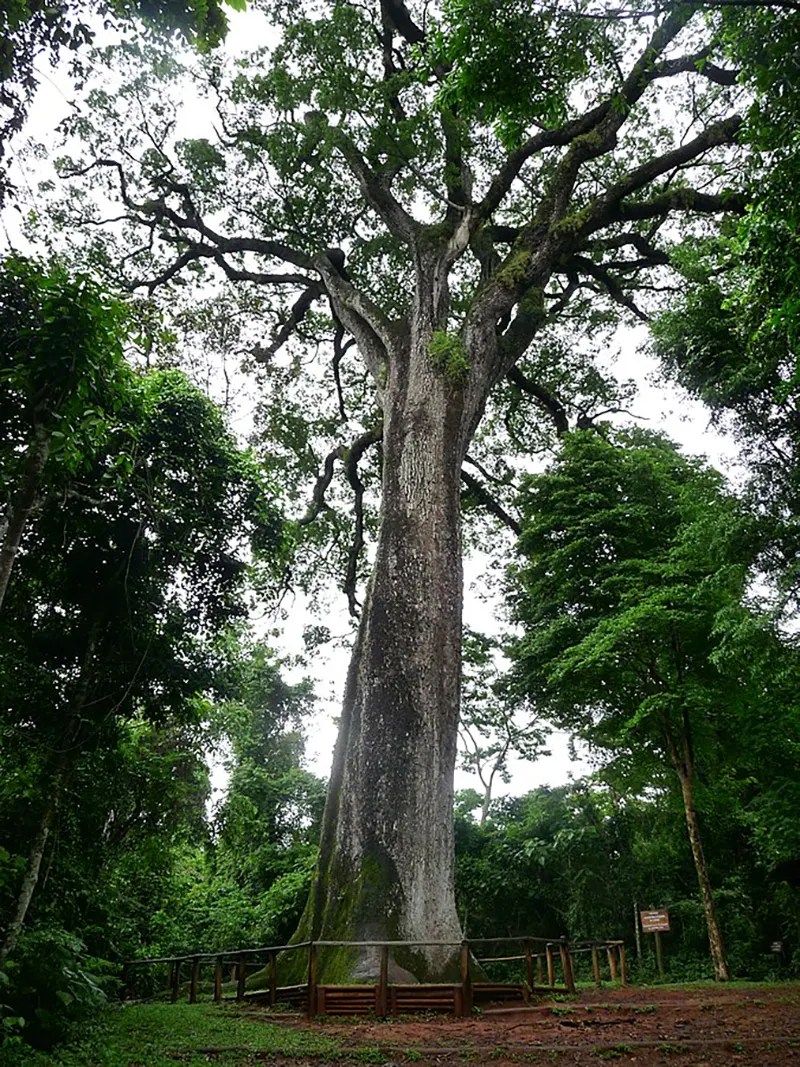 The top ten oldest trees found in the world