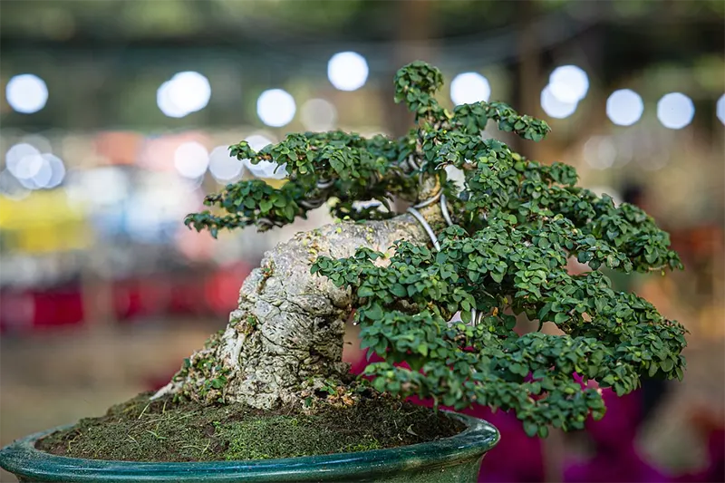 Bonsai Ramification Art Form Bonsai Maintenance