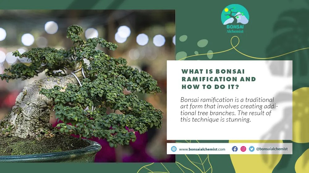 Bonsai Ramification Art Form Bonsai Maintenance