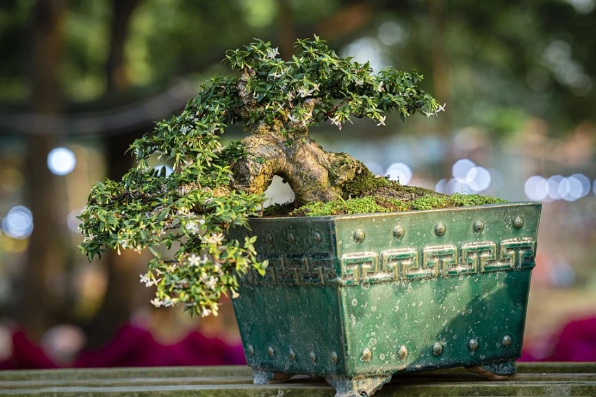 Discover The Most Valuable Bonsai In The World