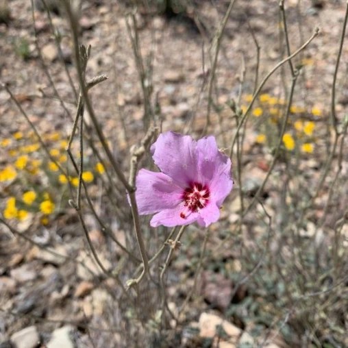 Hibiscus Light Requirement Guide Bonsai Alchemist