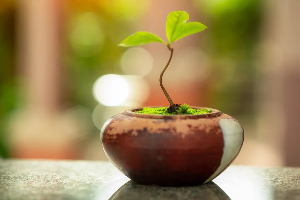Bonsai Tree Seedling Care Optimal Beginner’s Guide