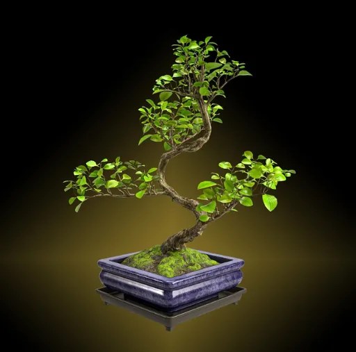 Bonsai Tree Seedling Care Optimal Beginner’s Guide
