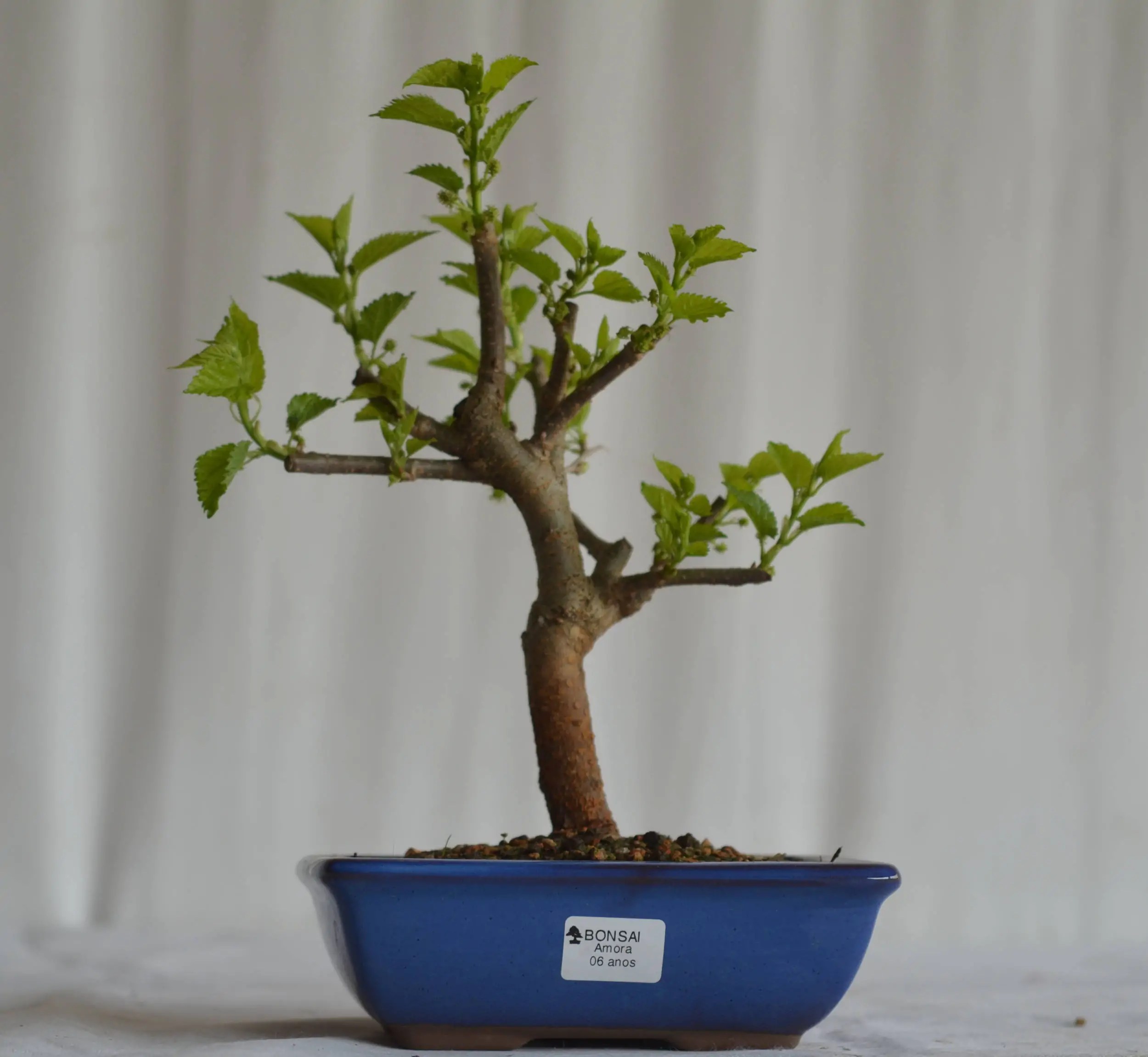 Bonsai Amora 06 anos Bonsai Arte Viva
