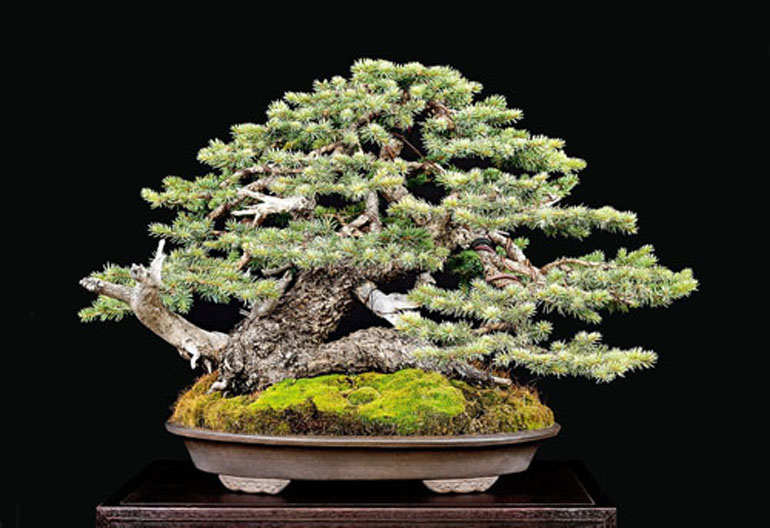 A Celebration of American Bonsai Bonsai Bark