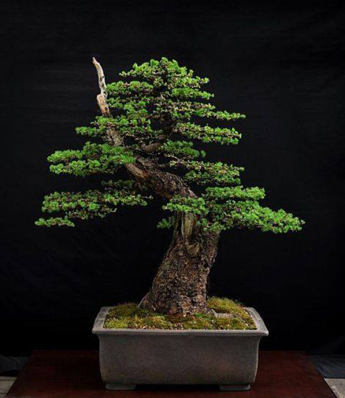 Bonsai Art & Free Flowing Information Bonsai Bark