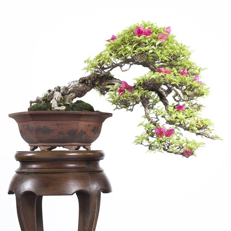 More Bougainvillea Bonsai but More Elegant & Less Showy this Time