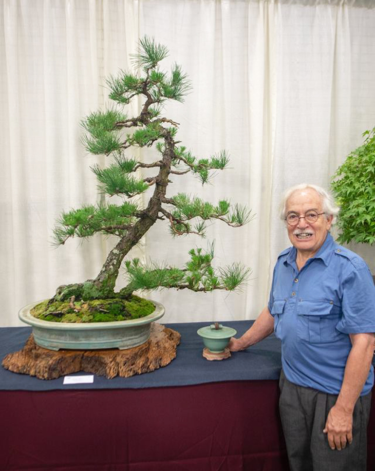 Any examples of Pitch pine/ Pinus rigida? Bonsai Nut