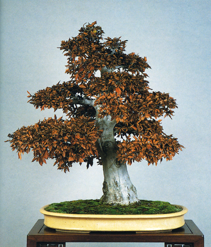 The Beast of BareBoned Bonsai Bonsai Bark