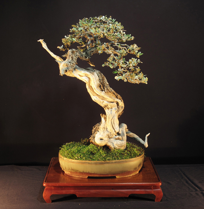 A Multitude of Remarkable Bonsai Photos from Our Remarkable Bonsai
