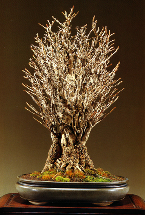 Masters’ Gallery Ginkgo Biloba Bonsai Bark