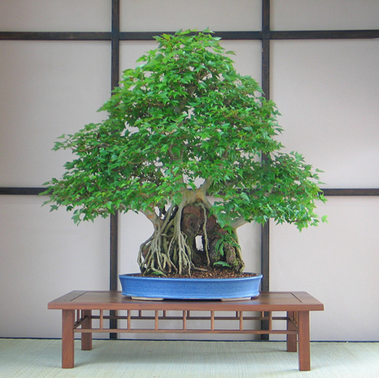 Bonsai Brilliance at the Brooklyn Botanic Garden Bonsai Bark