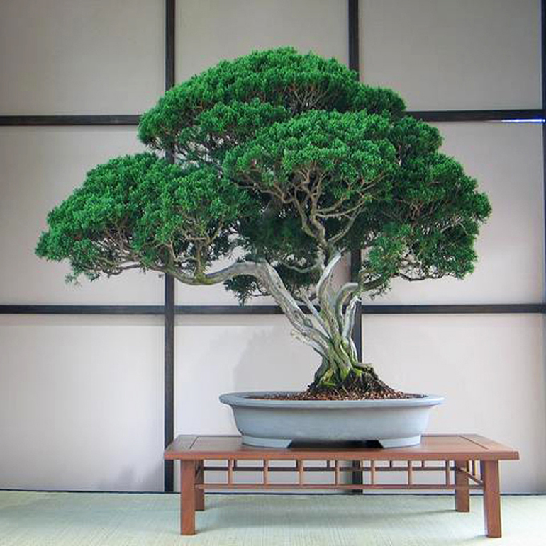 Bonsai Brilliance at the Brooklyn Botanic Garden Bonsai Bark