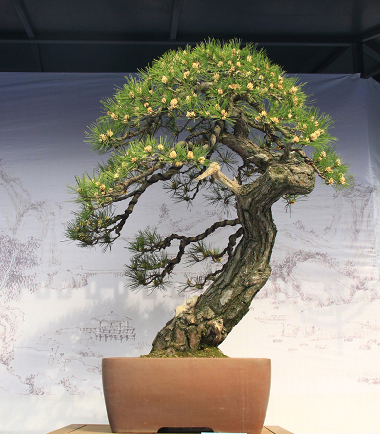 Powerful Pines & Bonsai Wire Bonsai Bark