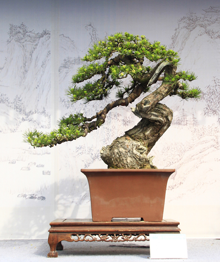 Powerful Pines & Bonsai Wire Bonsai Bark