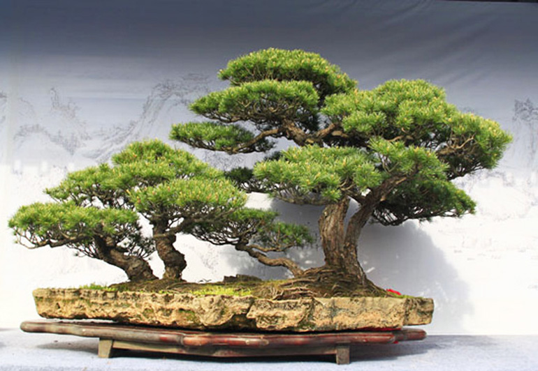 Bonsai Forests Turntable Sieve Hand Tool Sale Bonsai Bark