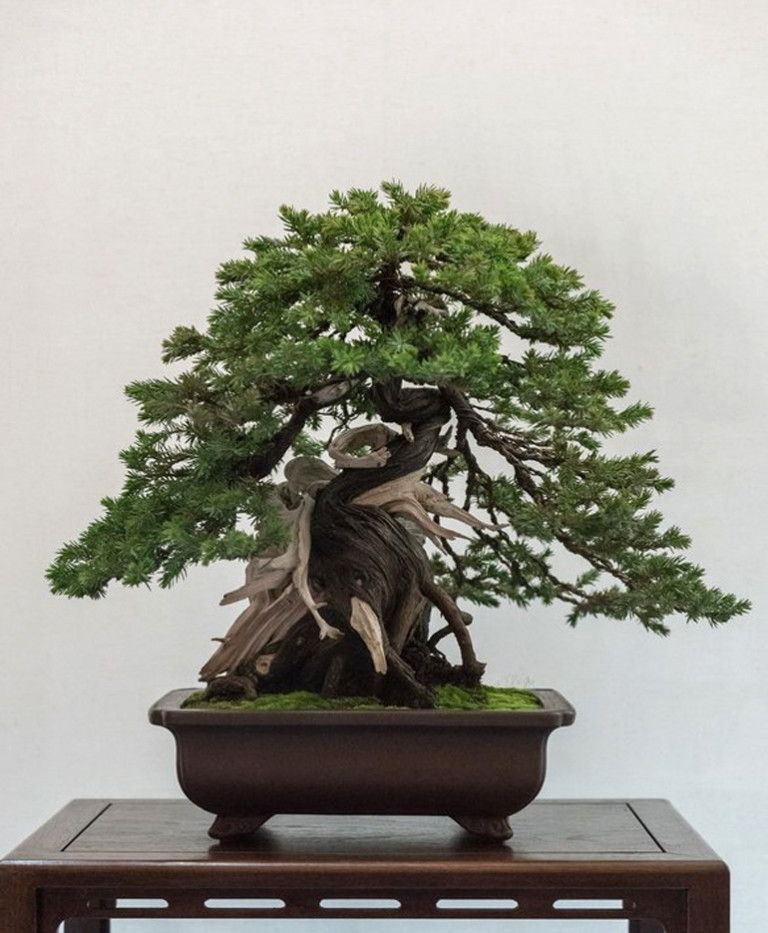 Home Turf Bay Area Bonsai Bonsai Bark