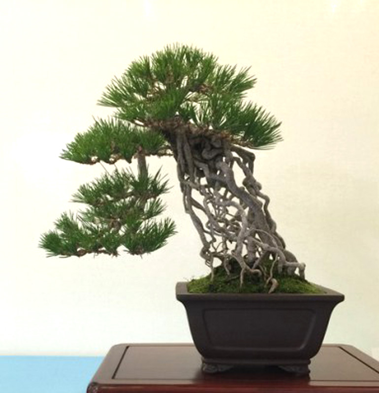 Home Turf Bay Area Bonsai Bonsai Bark