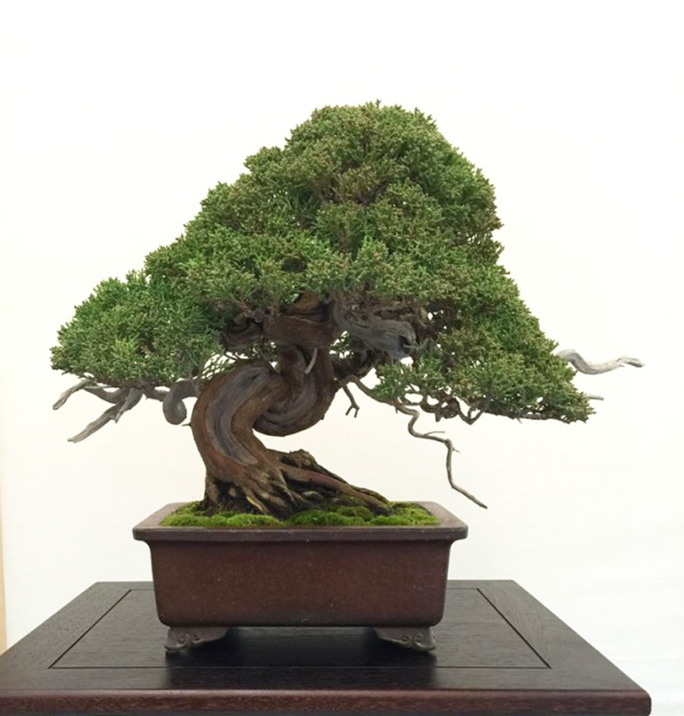 Home Turf Bay Area Bonsai Bonsai Bark