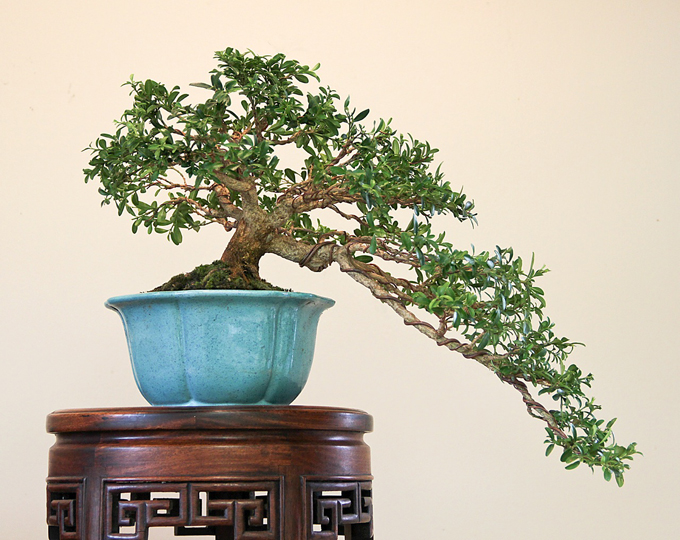 1,000 Bonsai from Scratch Contest For Example… Bonsai Bark