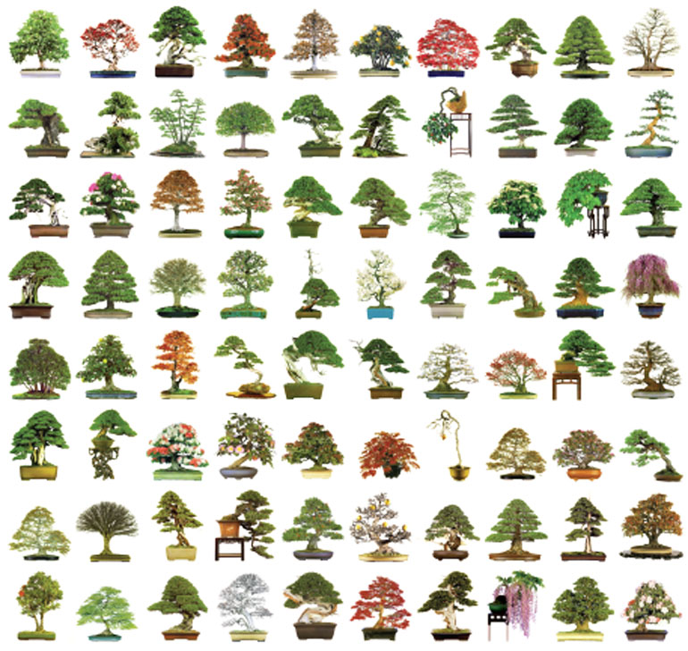 Bonsai Yesterday, Bonsai Today, Bonsai Tomorrow Bonsai Bark