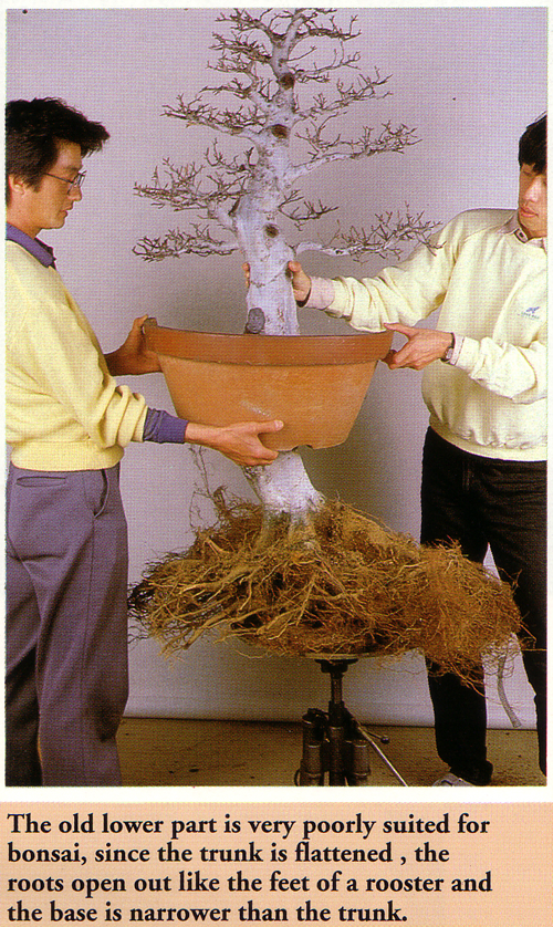 A Simple AirLayering Technique part 2 Bonsai Bark