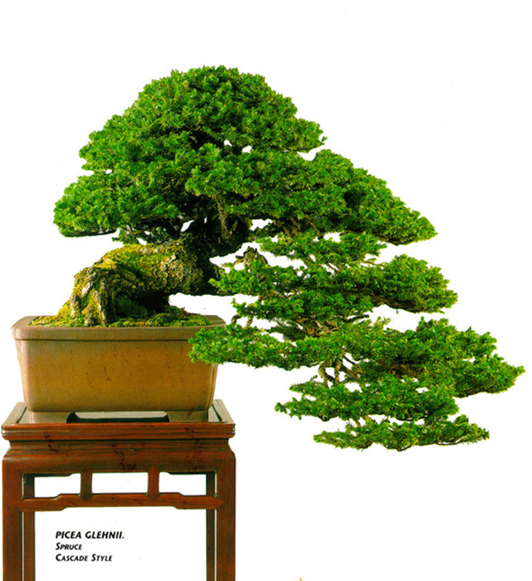 Sturdy Spruce Bonsai Bonsai Bark