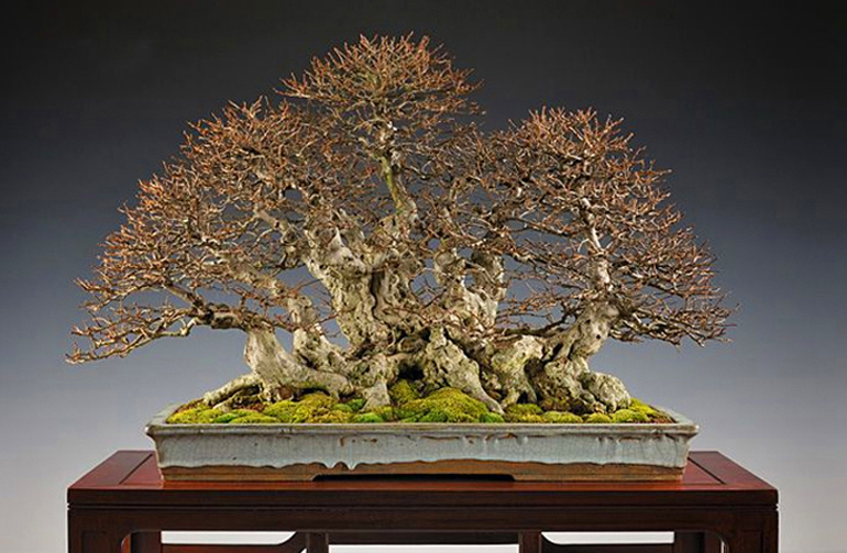 Bonsai Art & the Art of Bonsai Bonsai Bark