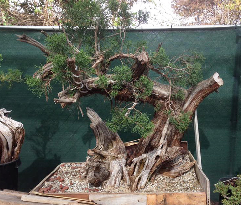 California Bonsai Dreaming Bonsai Bark