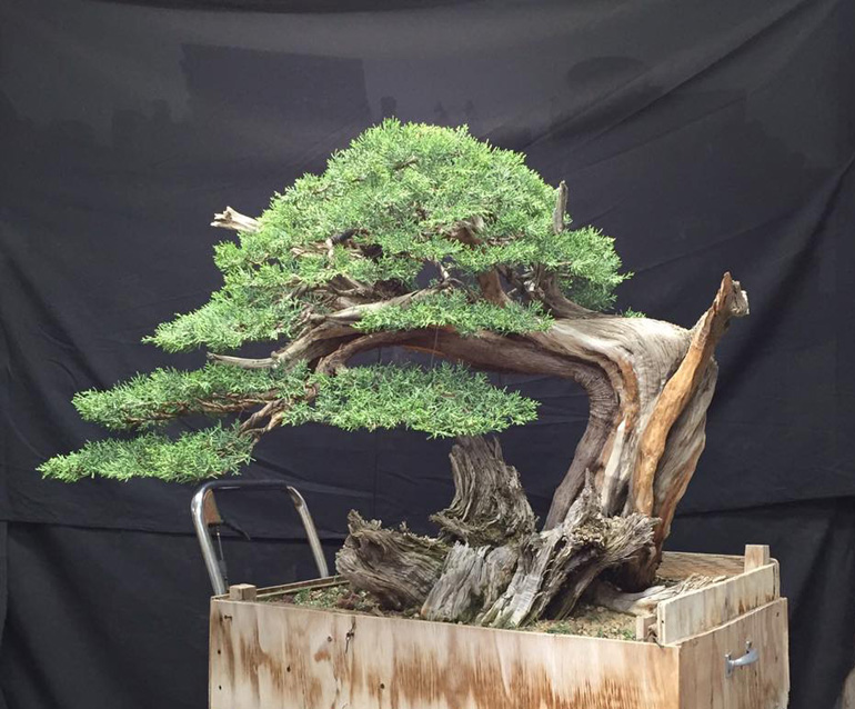 Bonsai Bark Promoting and Expanding the Bonsai Universe Page 3