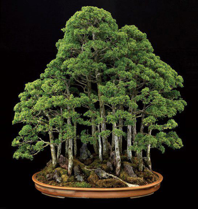 Chief Seattle, Dragon Pot, Asleep at the Switch & Some Bonsai Events