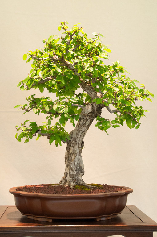 Texas cedar elm Bonsai Bark