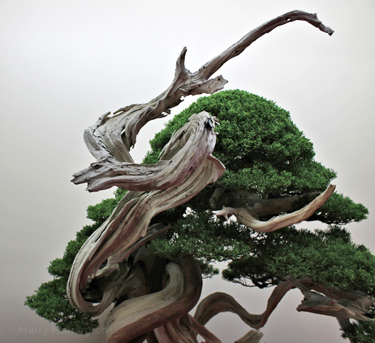 ‘Art Shots’ from the European Bonsai San Show Bonsai Bark