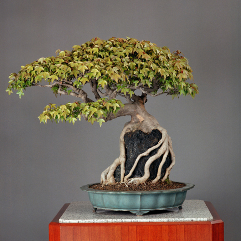 The Emperor’s Bonsai Bonsai Bark